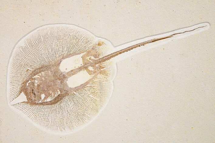 Rare, Fossil Stingray (Heliobatis) - Wyoming #360649